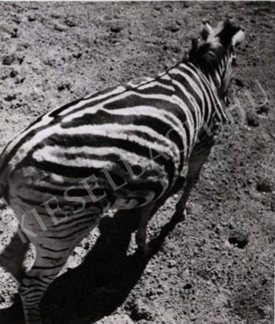 Wachter Klára - Zebra, 1937-40 körül | Fotóaukció 2007 aukció / 87 tétel