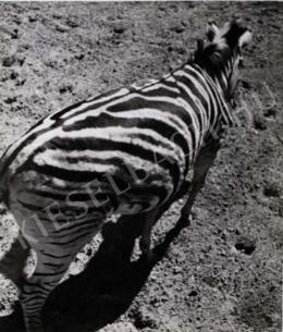 Wachter Klára - Zebra, 1937-40 körül 